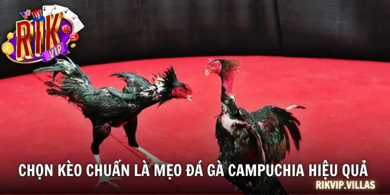 Chọn kèo chuẩn là mẹo đá gà Campuchia hiệu quả 