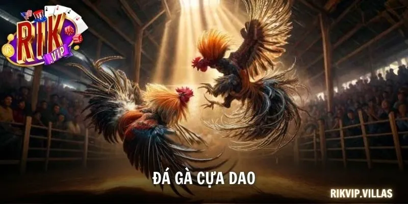 Đá Gà Cựa Dao