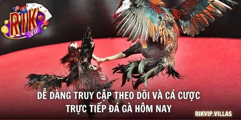 Dễ dàng truy cập theo dõi và cá cược trực tiếp đá gà hôm nay