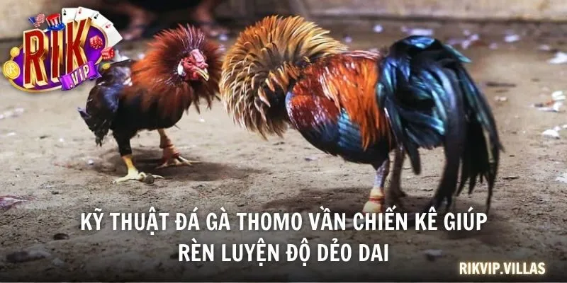 Kỹ thuật đá gà Thomo vần chiến kê giúp rèn luyện độ dẻo dai