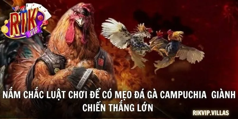 Nắm chắc luật chơi để có mẹo đá gà Campuchia  giành chiến thắng lớn 
