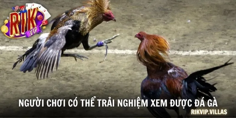 Người chơi có thể trải nghiệm xem được đá gà