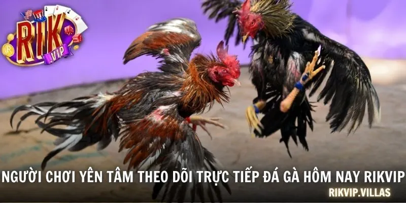 Người chơi yên tâm theo dõi trực tiếp đá gà hôm nay RIKVIP
