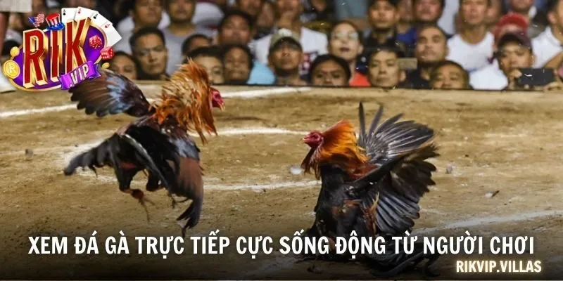 Xem đá gà trực tiếp cực sống động từ người chơi