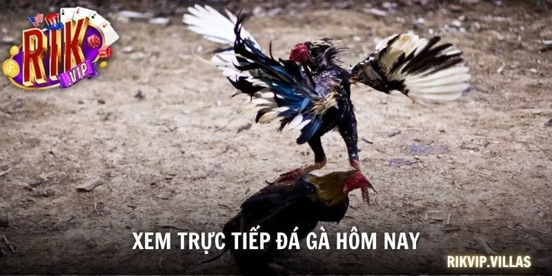 trực tiếp đá gà hôm nay